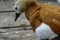 Brown duck on the floor of the planks on the river. An orange be