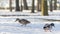 Brown duck and grey with blue drake walking in the snow in city park at sunny winter day. Wintering ducks on snow