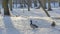 Brown duck and grey with blue drake walking in the snow in city park at sunny winter day. Wintering ducks on snow