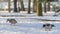 Brown duck and grey with blue drake walking in the snow in city park at sunny winter day. Wintering ducks on snow