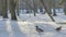 Brown duck and grey with blue drake walking in the snow in city park at sunny winter day. Wintering ducks on snow