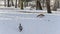 Brown duck and grey with blue drake walking in the snow in city park at sunny winter day. Wintering ducks on snow.