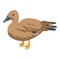 Brown duck icon, isometric style