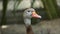 Brown duck inside zoo pond