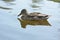 Brown duck swimming