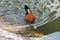 brown duck swims