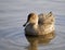 Brown Duck waddling on a lake