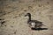 A Brown Duck Walking on a Beach