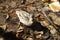 Brown duck in water full of fallen leaves at Plitvice Lakes in Croatia