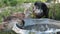 Brown ducks drinking water from a steel basin (close up)