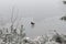 Brown ducks in a frozen lake in cold winter.