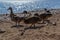 Brown ducks walk in group along sandy pebble seashore in search of food. Look to the left. Coastline. Animals with feathers