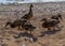 Brown ducks walk in group along sandy pebble seashore in search of food. Waves in sea sparkle from sun. Animals