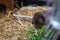 Brown dwarf rabbit dwarf ram sitting next to his food bowl.