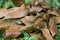 Brown dying leaves on the grass floor