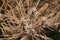 Brown dying pine tree needles in close up