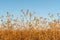 Brown dying wildflowers and grass in autumn