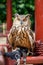 Brown Eagle Adult Horned Owl Sitting on Human Hand Covered with Glove in Zoo