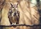 Brown eagle owl in the forest on natural blurred background.