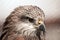 Brown eagle profile view