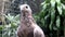 The brown eagle, a rare bird from Asia. javanese eagle. Birds from Java