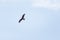 A brown eagle soaring against blue sky