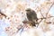 Brown-eared Bulbul