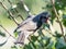 Brown-eared bulbul crying in ginkgo tree 1