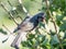 Brown-eared bulbul crying in ginkgo tree 2