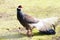 Brown Eared Pheasant