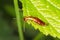 A brown earwig sits on a green leaf / Forficula au