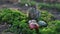 Brown Easter bunny eating a dandelion, sitting near Easter eggs, green grass with dandelions