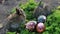 Brown Easter bunny eating a dandelion, sitting near Easter eggs, green grass with dandelions