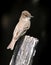 Brown Eastern Phoebe Bird On Old Fence Post