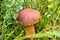 Brown eating mushroom in forest