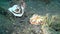 Brown-edged glossodorid Glossodoris hikuerensis with eggs in Lembeh strait