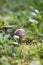 Brown edible mushroom in green grass in the forest. Leccinum scabrum or the rough-stemmed bolete