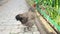 A brown egg laying hen walking free at a farm yard, organic poultry farm