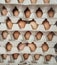 Brown eggs in a box, Eggs before hatchery