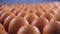 Brown eggs in egg production facility on blue background