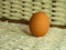 Brown eggs of light color prepare for the holiday Easter against the background from a white rope and dark branches of a