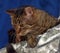 Brown elderly striped shorthair cat