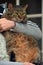 Brown elderly striped shorthair cat