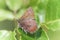 Brown Elfin butterfly perched on green leaves.