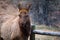 Brown Elk Chewing by a Wooden Fence