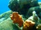 Brown encrusting octopus sponge Ectyoplasia ferox and Symmetrical brian coral Pseudodiploria strigosa undersea, Caribbean Sea