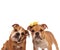 Brown english bulldog couple curiously looking at camera