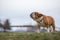 Brown English Bulldog looking up