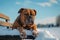 A brown English bulldog puppy sitting on a bench in front of trees in the snow.