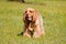 Brown English Cocker Spaniel